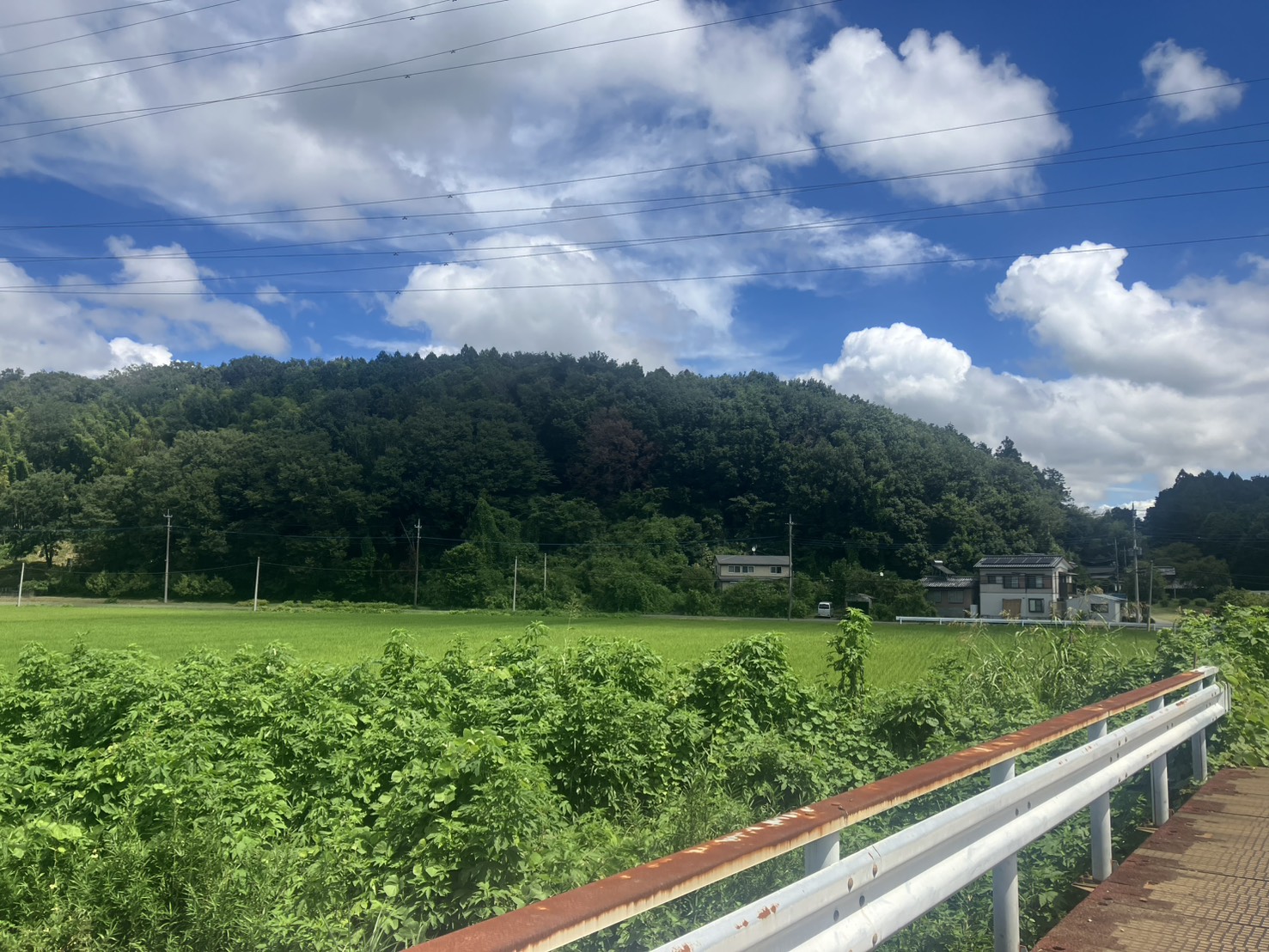 小川町の里山と、穂を持ち始めた青い田