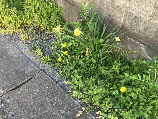 春の野花