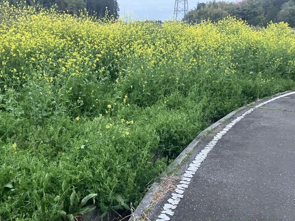 菜の花畑と道路