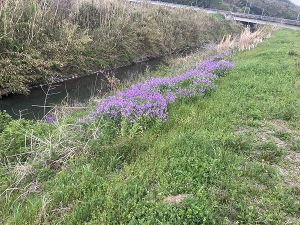 紫花菜と小川