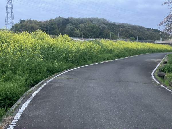 菜の花と丘陵