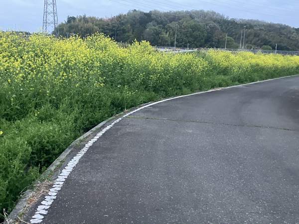 菜の花が続く道