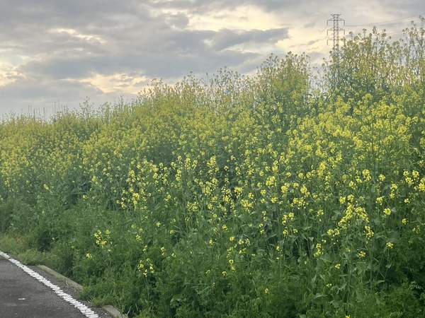 菜の花の群生