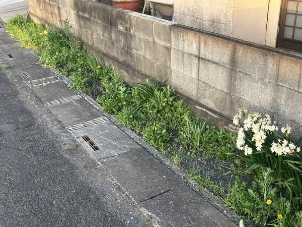 水仙の群生