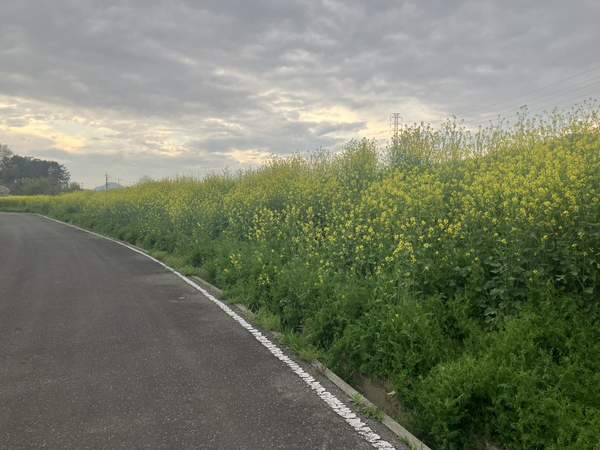 曇り空と菜の花