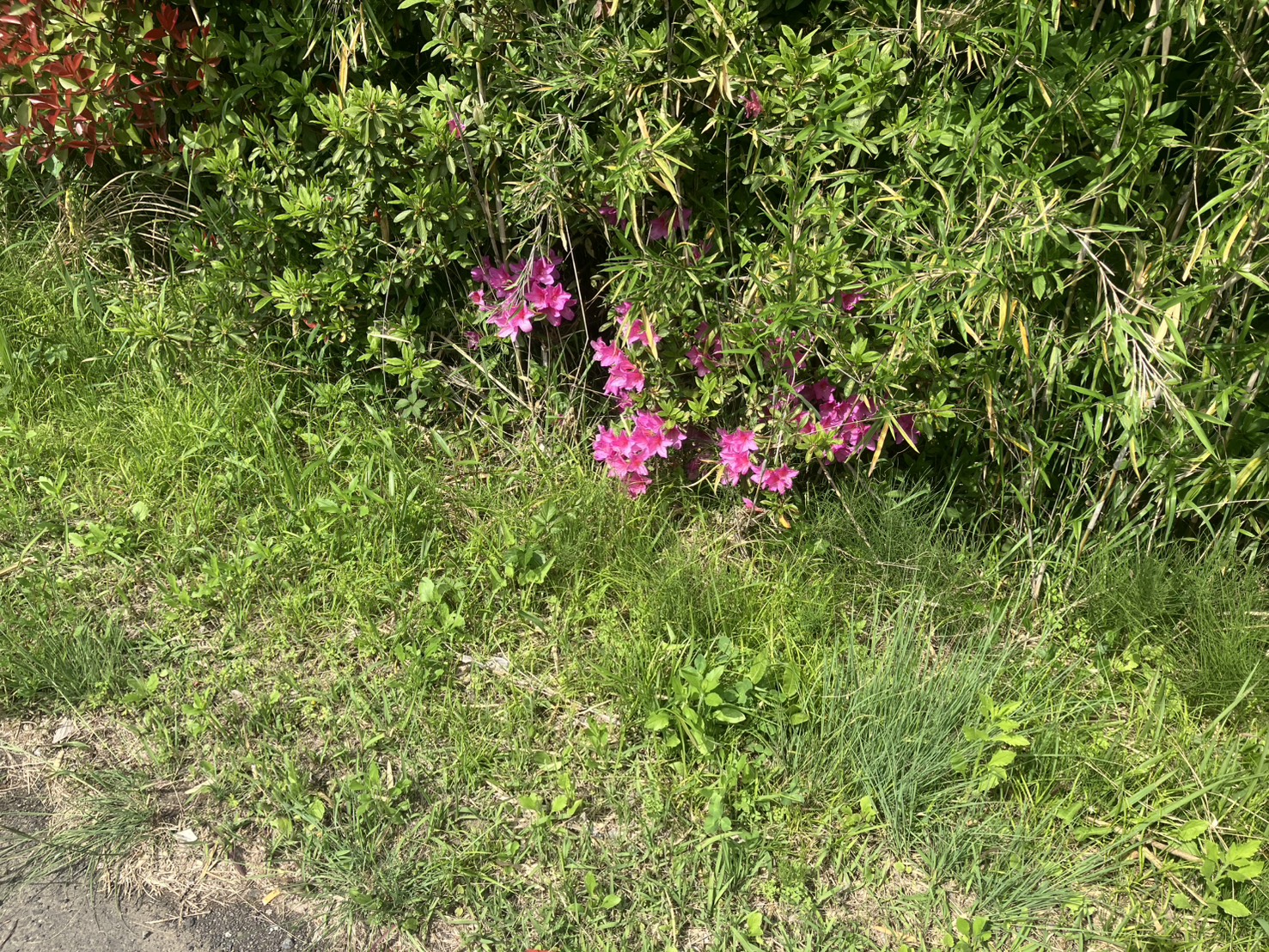ツツジの花と新緑 - 嵐山町の初夏