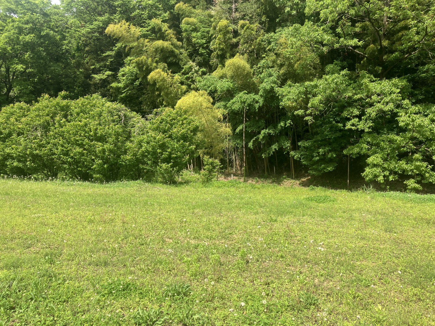 嵐山町シンボル林の緑豊かな草地と森