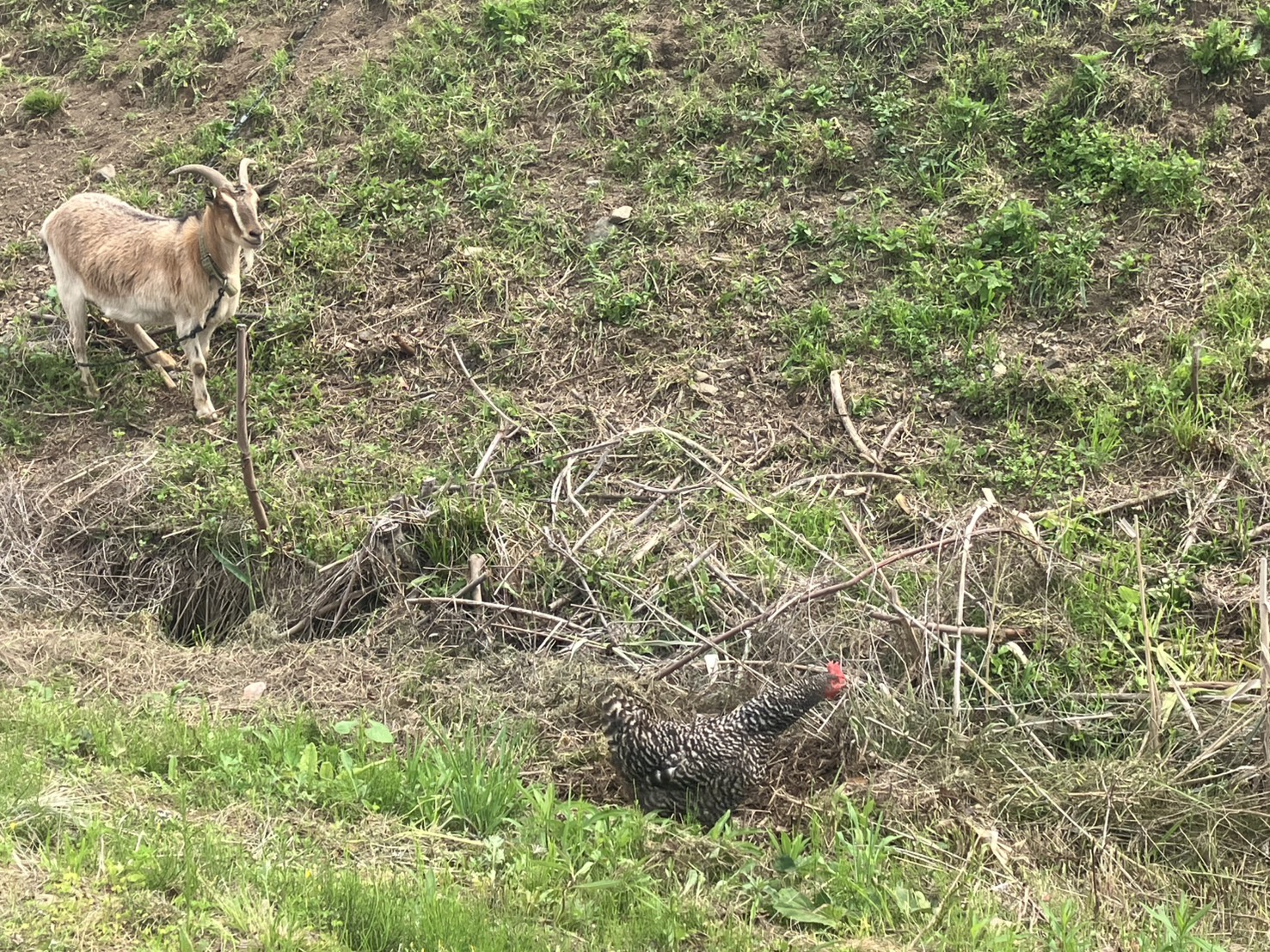 嵐山町の斜面でくつろぐヤギと地鶏
