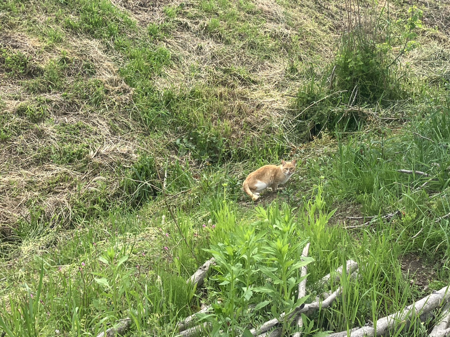 道端で休むオレンジ色の猫 - 比企郡の里
