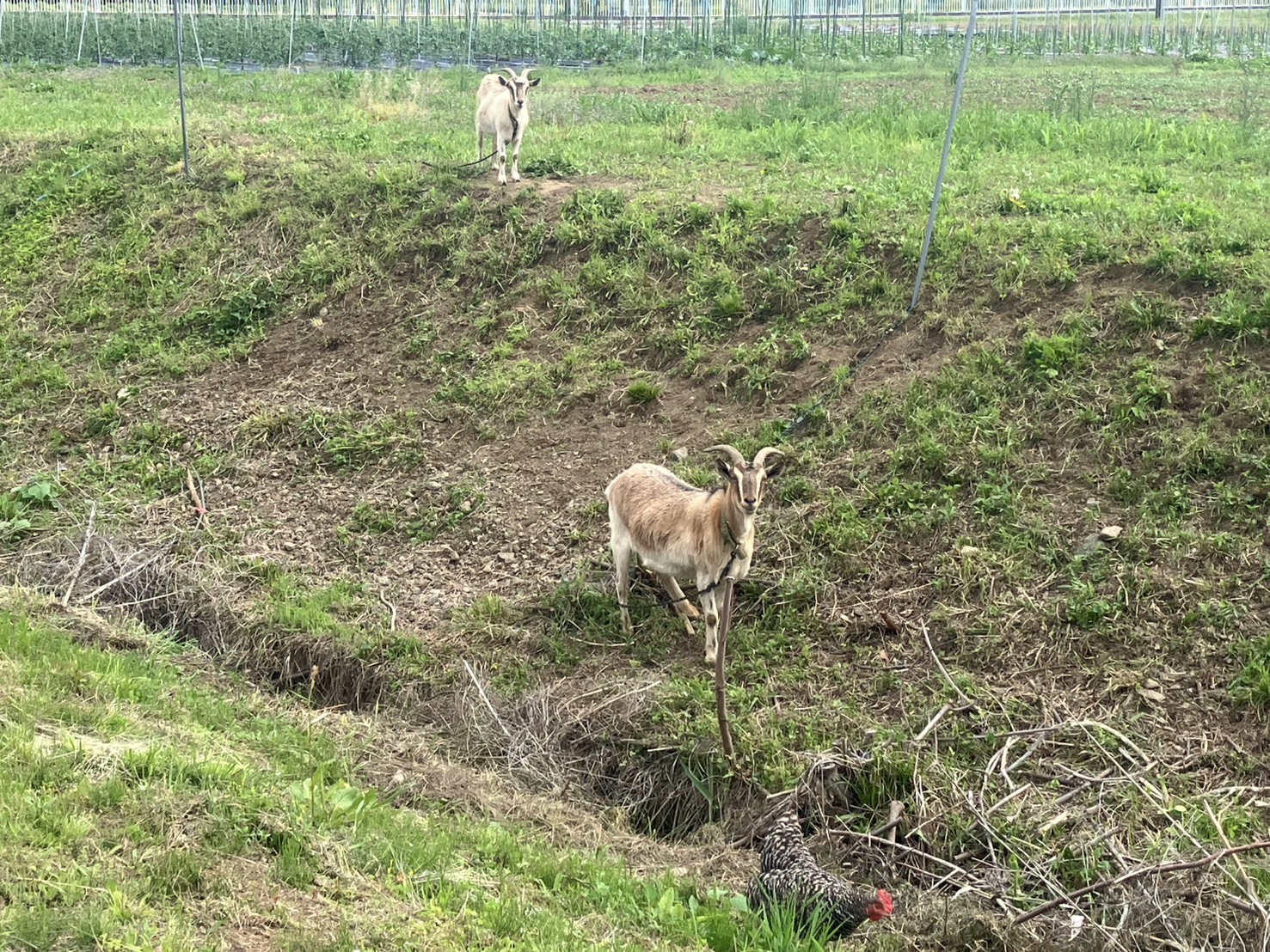 嵐山町の牧場でくつろぐヤギ親子